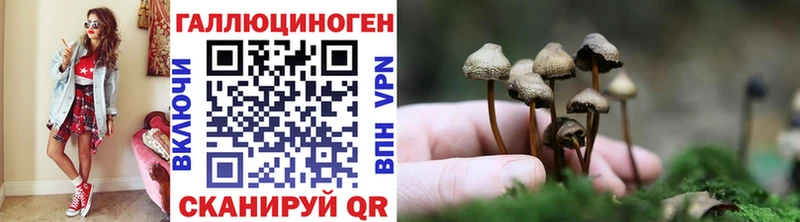 где продают наркотики  Почеп  Галлюциногенные грибы Psilocybine cubensis 
